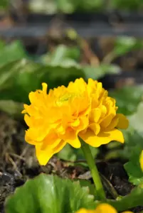 Caltha palus.'Multiplex'