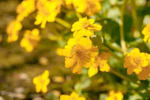 Caltha palustris - 2 Ltr pot - image 4