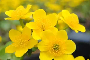 Caltha palustris