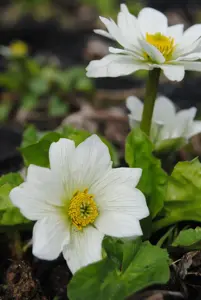 Caltha palustris alba