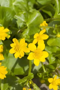 Caltha palustris 'Polypetala' - P9 - image 3