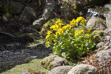 Caltha palustris 'Polypetala' - P9 - image 2