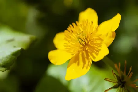 Caltha palustris 'Polypetala' - P9 - image 5
