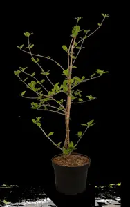 CALYCANTHUS APHRODITE 12L - image 2