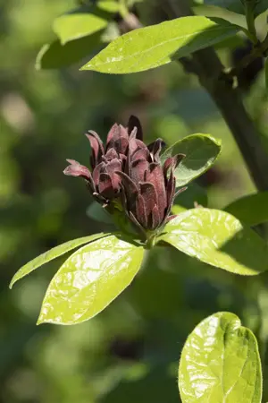 Calycanthus floridus - 150-175 CM C20 - image 2