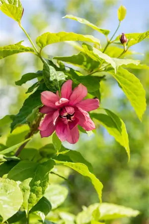 Calycanthus floridus - 150-175 CM C20 - image 5