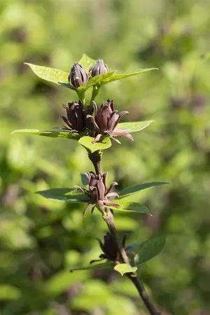 Calycanthus floridus - MULTISTEM 150-175 CM C50 - image 3