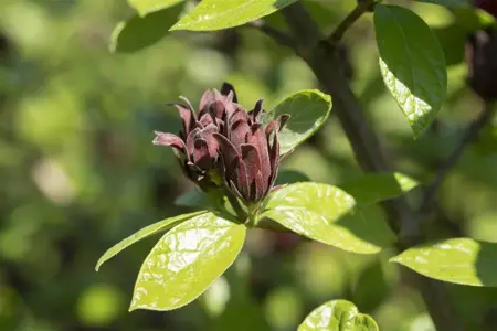 Calycanthus floridus - 50-60 CM RB - image 3