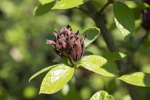 Calycanthus floridus - 60-80 CM C7.5 - image 3