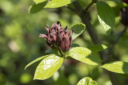 Calycanthus floridus - 40-60 CM C5 - image 2