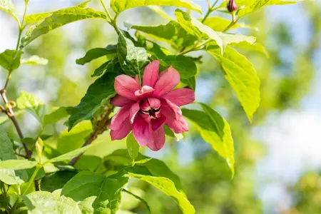Calycanthus floridus - 100-125 CM C3 WHIP - image 5