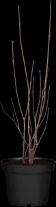 Calycanthus floridus - 100-125 CM C20 - image 1
