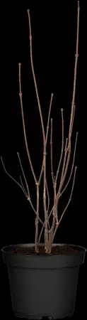 Calycanthus floridus - 150-175 CM C20 - image 1
