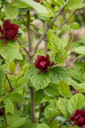 Calycanthus raul. 'Hartlage Wine' - 3 Ltr pot - image 4