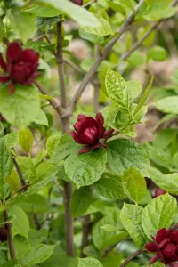 Calycanthus raul. 'Hartlage Wine' - 3 Ltr pot - image 4