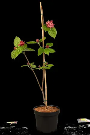 Calycanthus raul. 'Hartlage Wine' - 80-100 CM RB - image 5