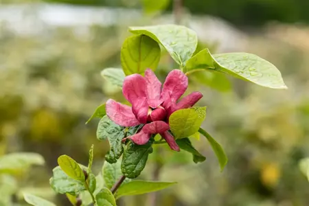 Calycanthus raul. 'Hartlage Wine' - 3 Ltr pot - image 2