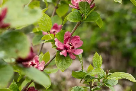 Calycanthus raul. 'Hartlage Wine' - 3 Ltr pot - image 3
