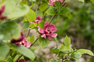 Calycanthus raul. 'Hartlage Wine' - 40-50 CM C10 - image 3