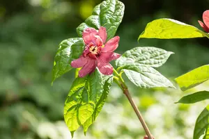 Calycanthus raul. 'Hartlage Wine' - 40-50 CM C10 - image 5