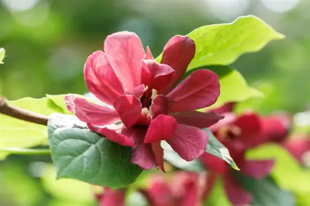Calycanthus raul. 'Hartlage Wine' - 3 Ltr pot - image 1