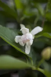 Calycanthus 'Venus' 
