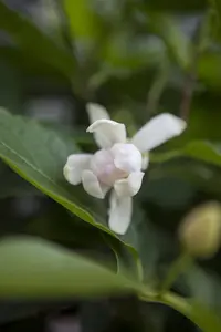 Calycanthus 'Venus' - 60-80 CM C15 - image 4