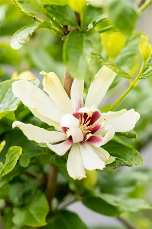 Calycanthus 'Venus'  - 60-80 CM C15 - image 4