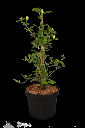 Calycanthus 'Venus'  - 50-60 CM RB - image 5