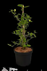 Calycanthus 'Venus'  - 60-80 CM RB - image 5