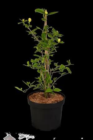 Calycanthus 'Venus'  - 7.5 Ltr pot - image 5