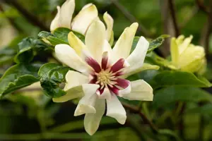 Calycanthus 'Venus'  - 3 Ltr pot - image 4