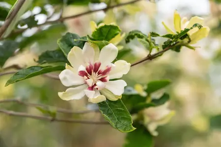 Calycanthus 'Venus'  - 30-40 CM C3 - image 3