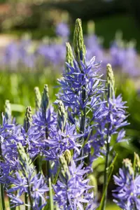 Camassia 'Blaue Donau'