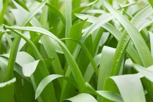 Camassia 'Cusickii'