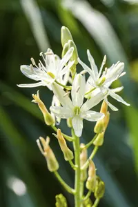 Camassia leichtlinii 'Alba'
