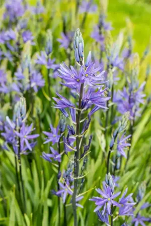 Camassia leichtlinii 'Caerulea' - P11 - image 3
