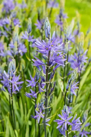 Camassia leichtlinii 'Caerulea' - P13 - image 3
