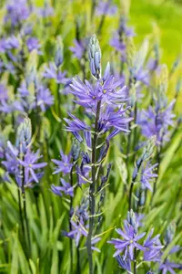 Camassia leichtlinii 'Caerulea' - P13 - image 3