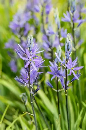 Camassia leichtlinii 'Caerulea' - P11 - image 4