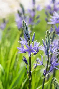 Camassia leichtlinii 'Caerulea' - P13 - image 2