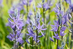 Camassia leichtlinii 'Caerulea' - P13 - image 5