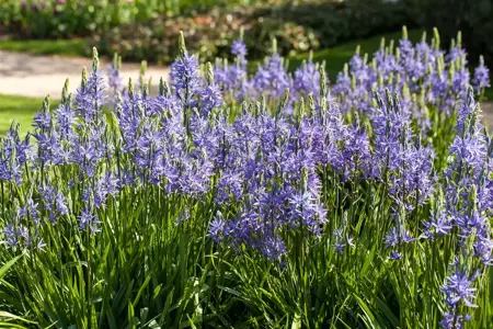 Camassia leichtlinii 'Sweet Candle' - P11 - image 2