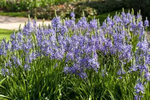 Camassia leichtlinii 'Sweet Candle' - P11 - image 2