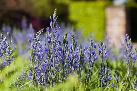 Camassia leichtlinii 'Sweet Candle' - P11 - image 3
