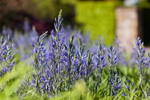 Camassia leichtlinii 'Sweet Candle' - P11 - image 3