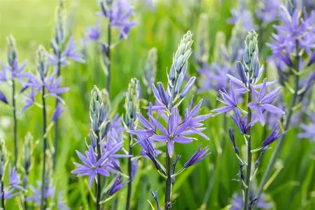 Camassia quamash blue - flower bulb 6/8