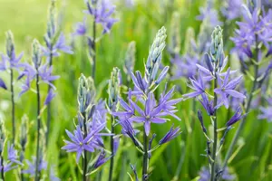 Camassia quamash blue