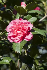 CAMELLIA ANTICIPATION