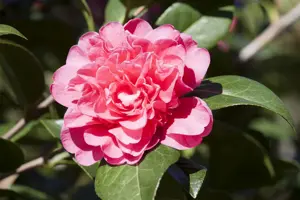 CAMELLIA ANTICIPATION 1.5L - image 2